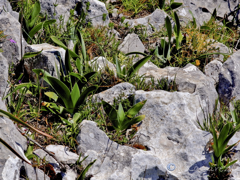 Iris lutescens.22