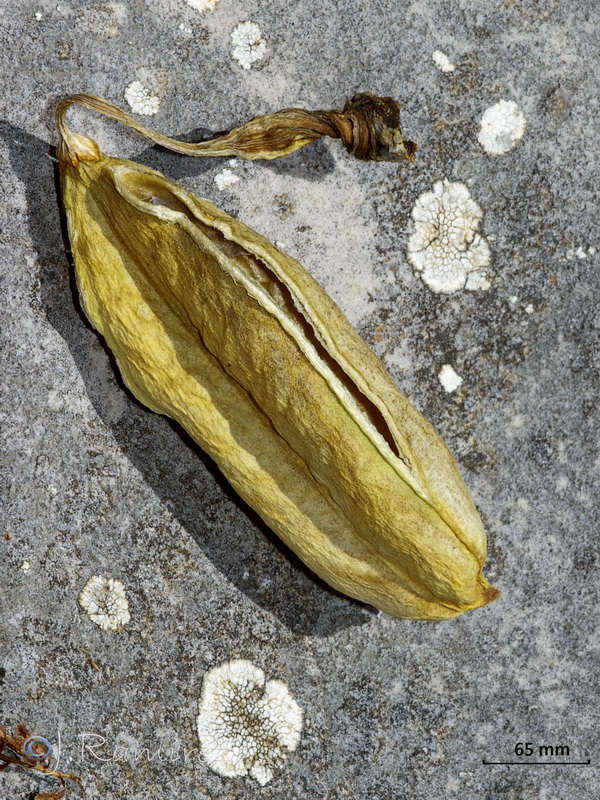 Iris lutescens.25