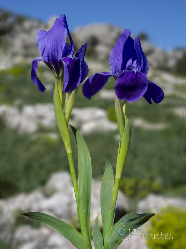 Iris lutescens.27