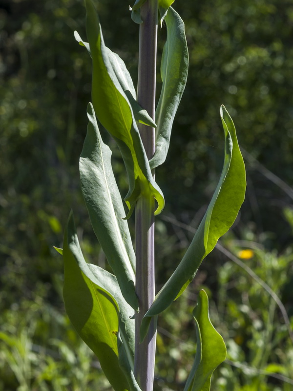 Isatis tinctoria tinctoria.05