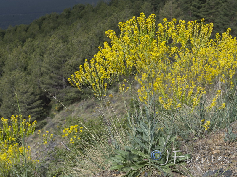 Isatis tinctoria tinctoria.19