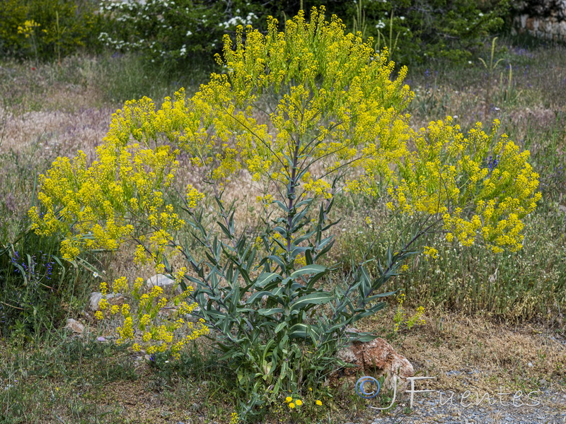 Isatis tinctoria tinctoria.20