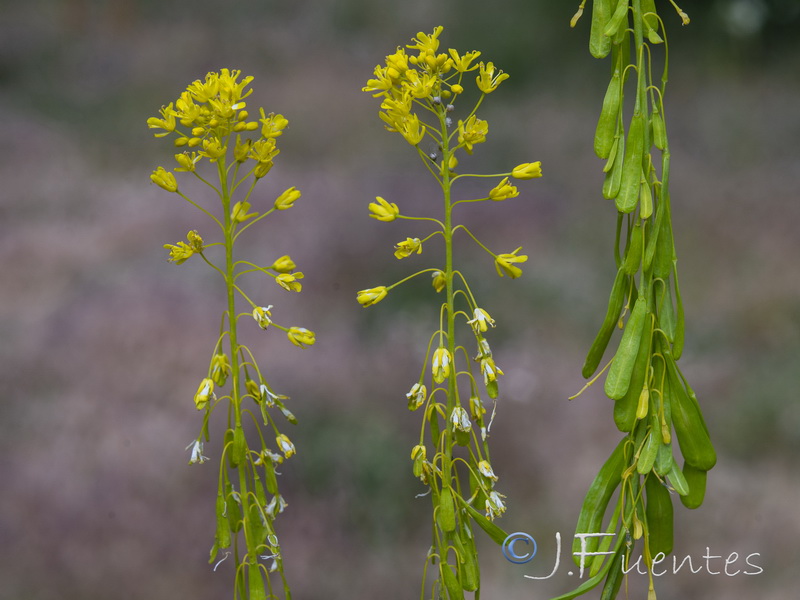 Isatis tinctoria tinctoria.21