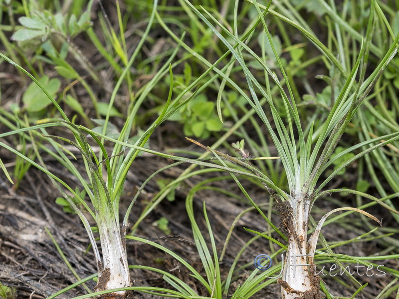 Isoetes durieui.01