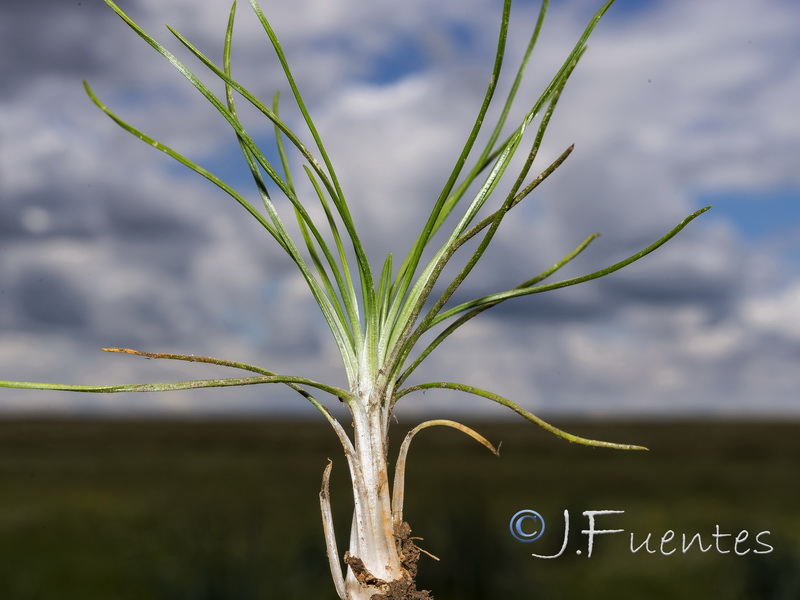 Isoetes durieui.02