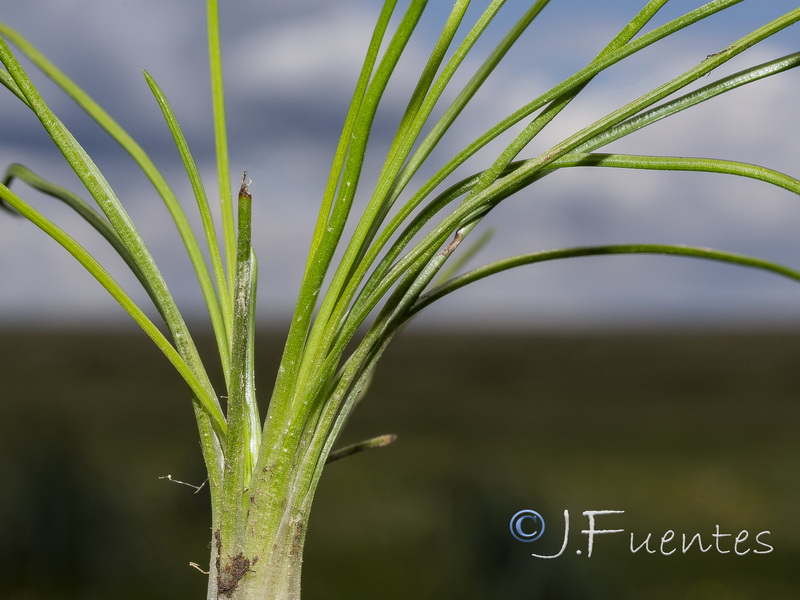 Isoetes durieui.03