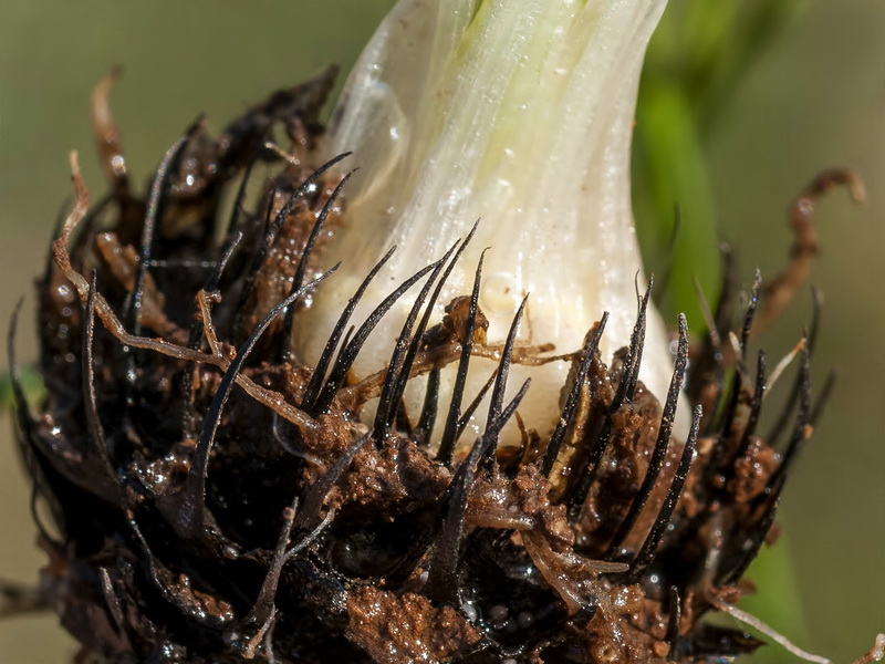 Isoetes histrix.05