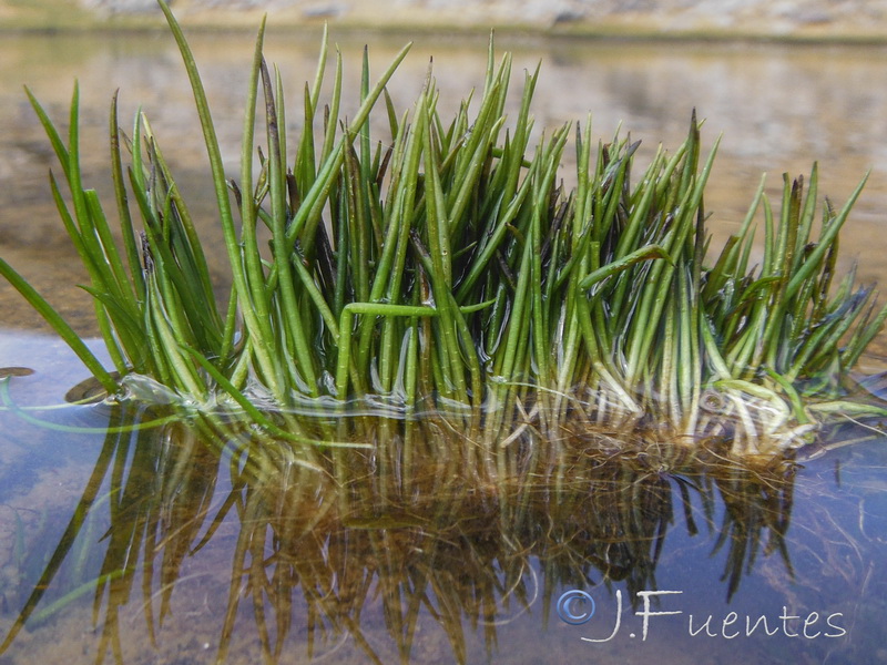 Isoetes lacustre.06