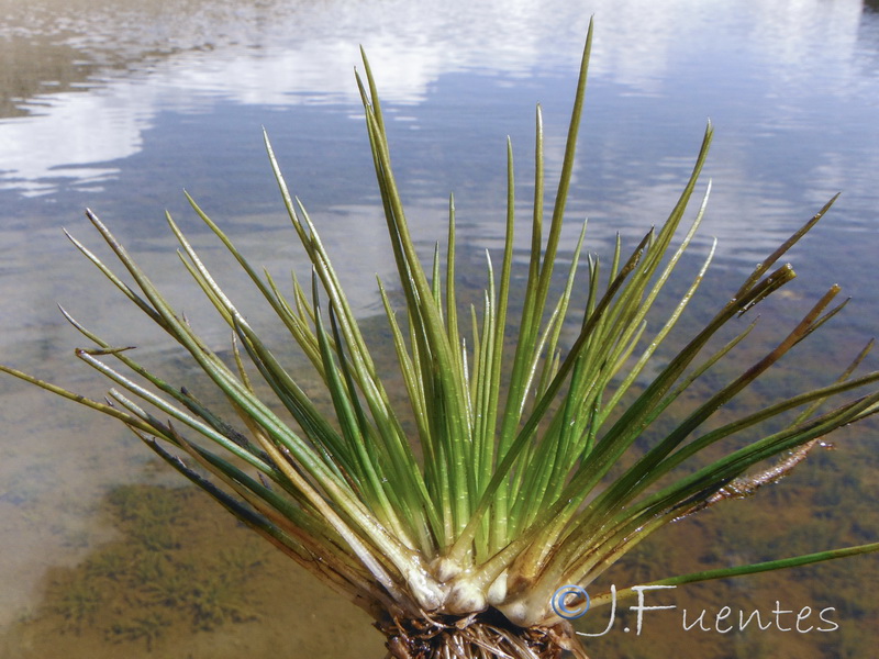 Isoetes lacustre.08