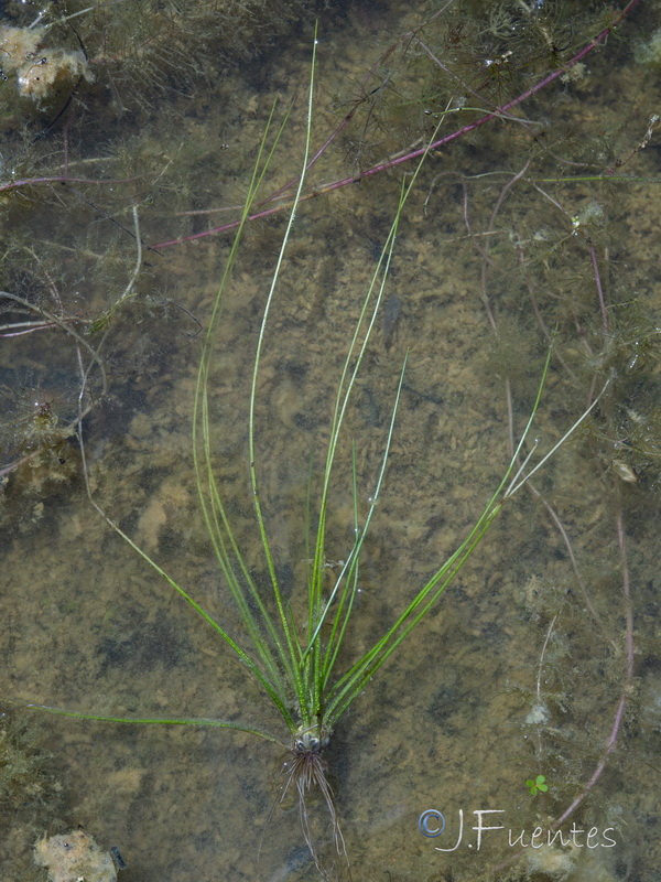 Isoetes longissima.01