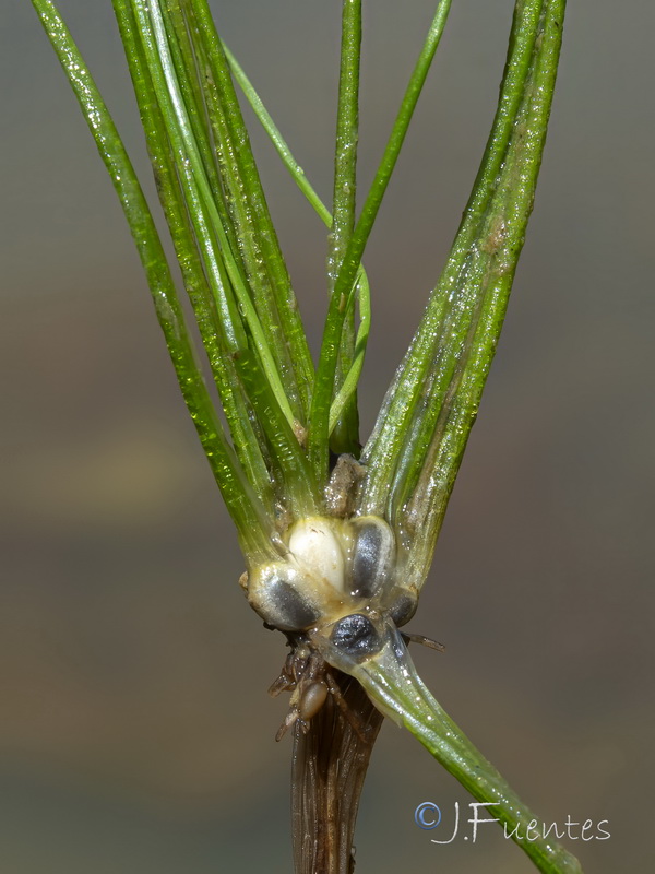 Isoetes longissima.02