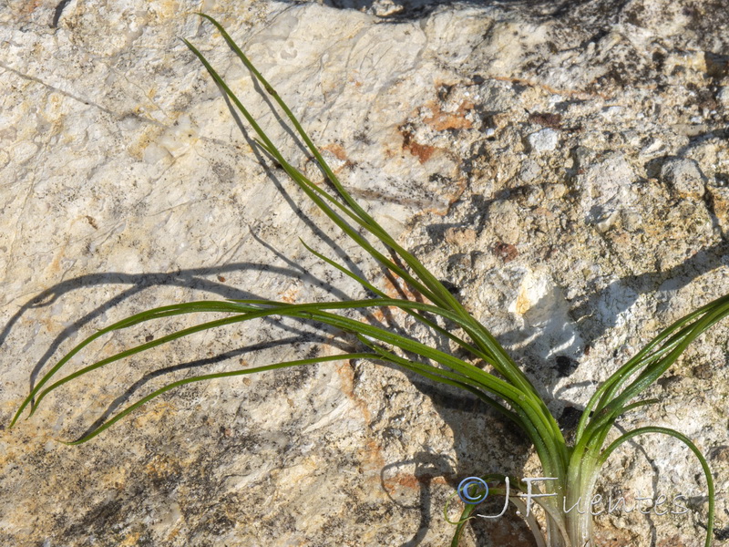 Isoetes velatum velatum.01