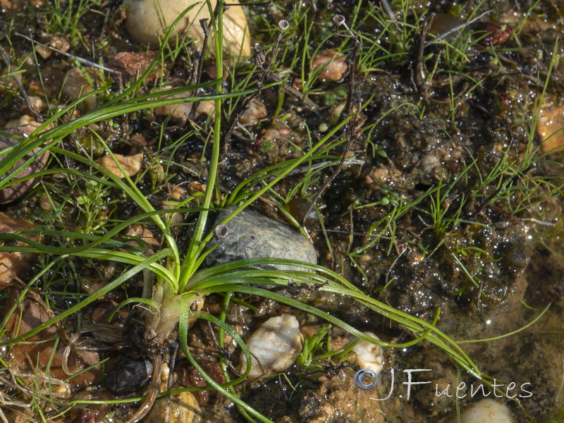 Isoetes velatum velatum.02