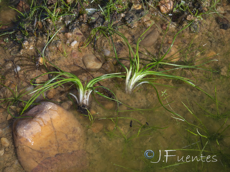 Isoetes velatum velatum.03