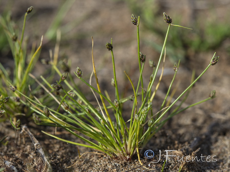 Isolepis cernua.01