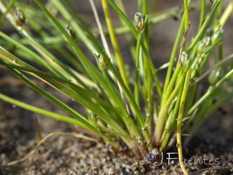 Isolepis cernua.02