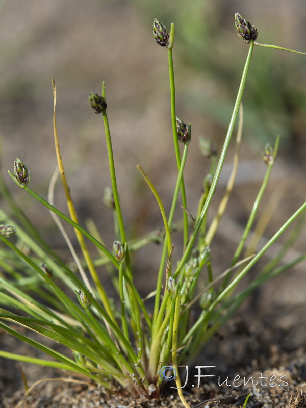 Isolepis cernua.03