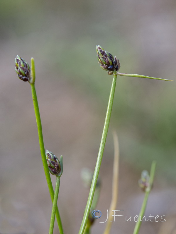 Isolepis cernua.04