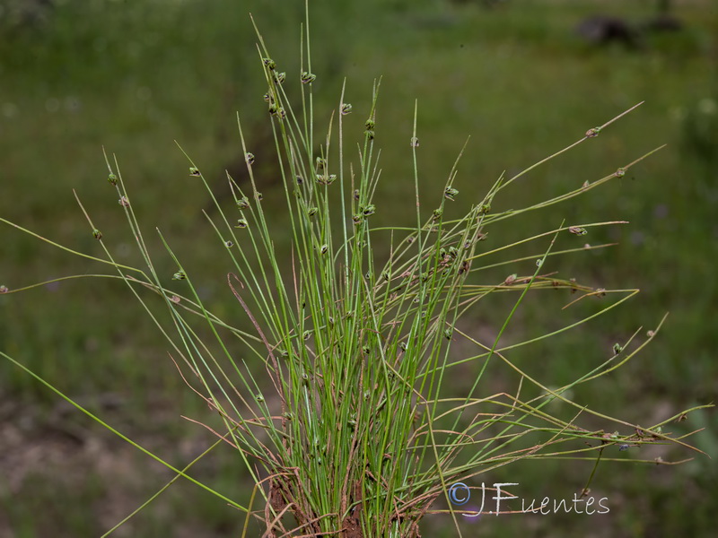 Isolepis cernua.05
