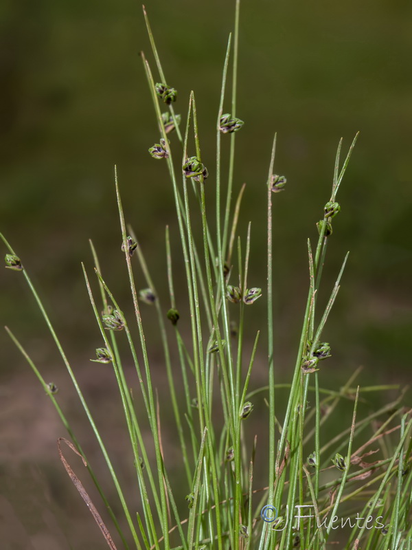 Isolepis cernua.06