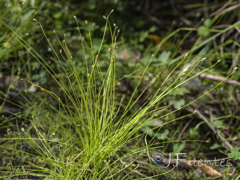 Isolepis setacea.01