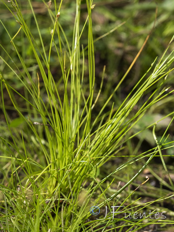 Isolepis setacea.02