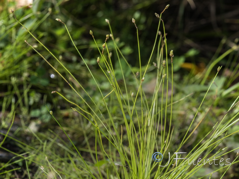 Isolepis setacea.03