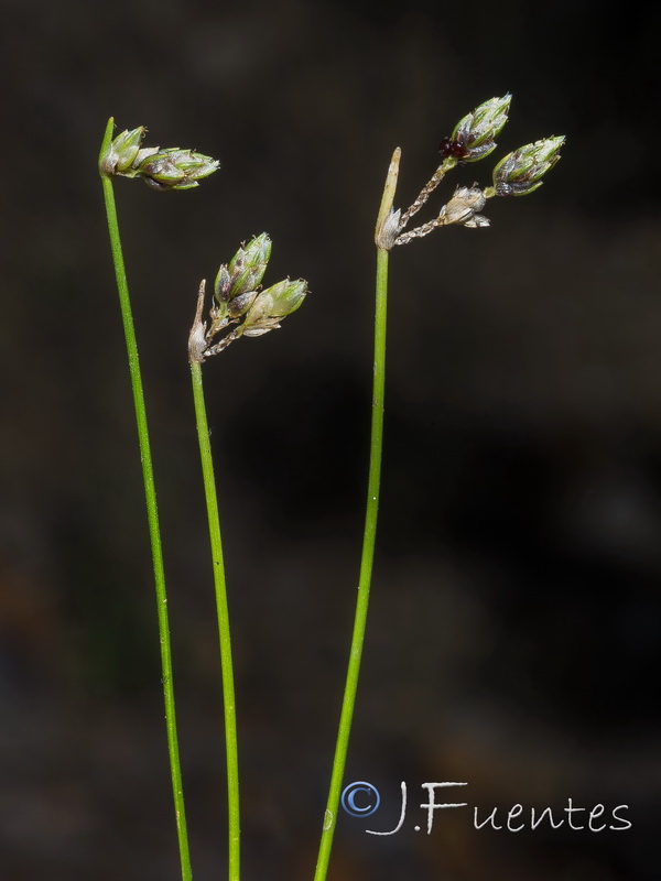 Isolepis setacea.04