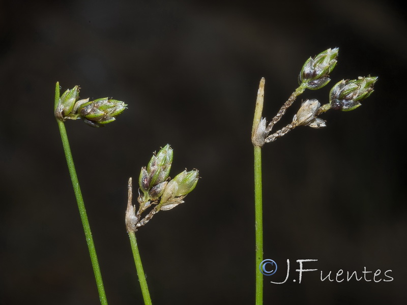 Isolepis setacea.05