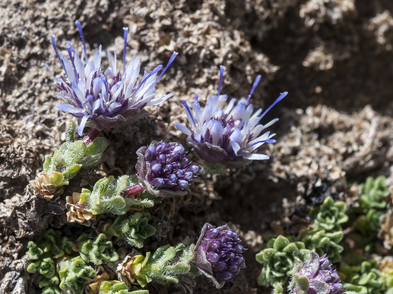 Jasione amethystina.01