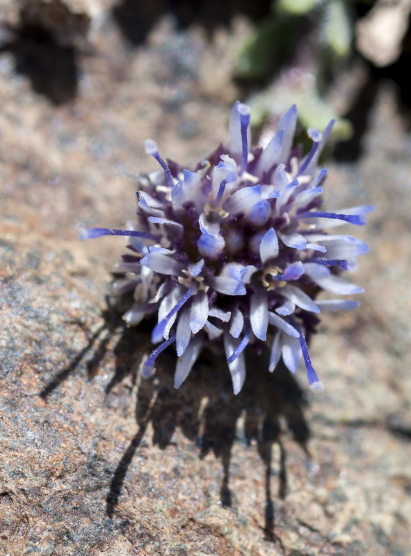 Jasione amethystina.02