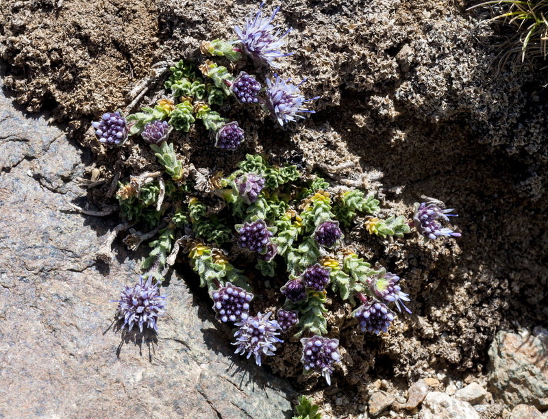 Jasione amethystina.03