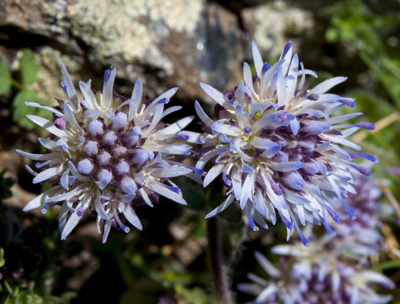 Jasione amethystina.04