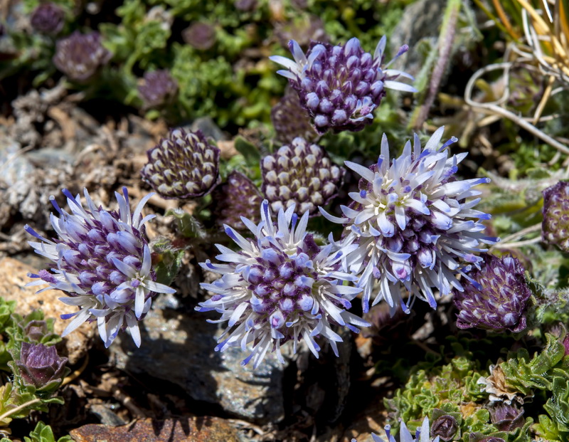Jasione amethystina.06