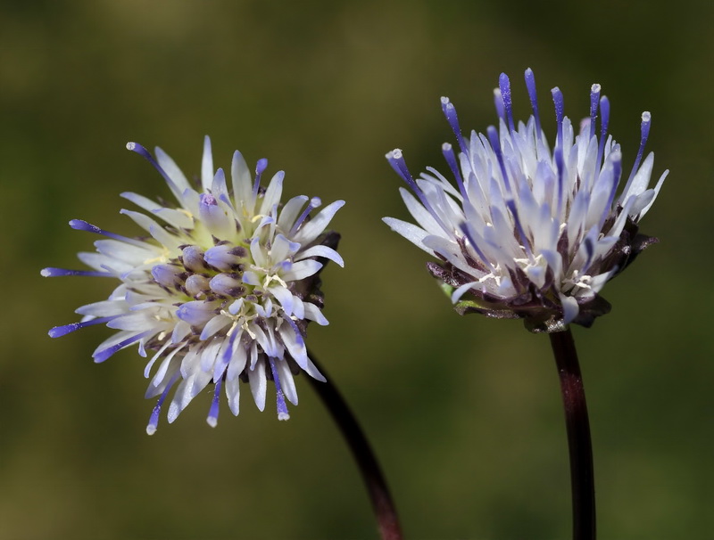 Jasione amethystina.07