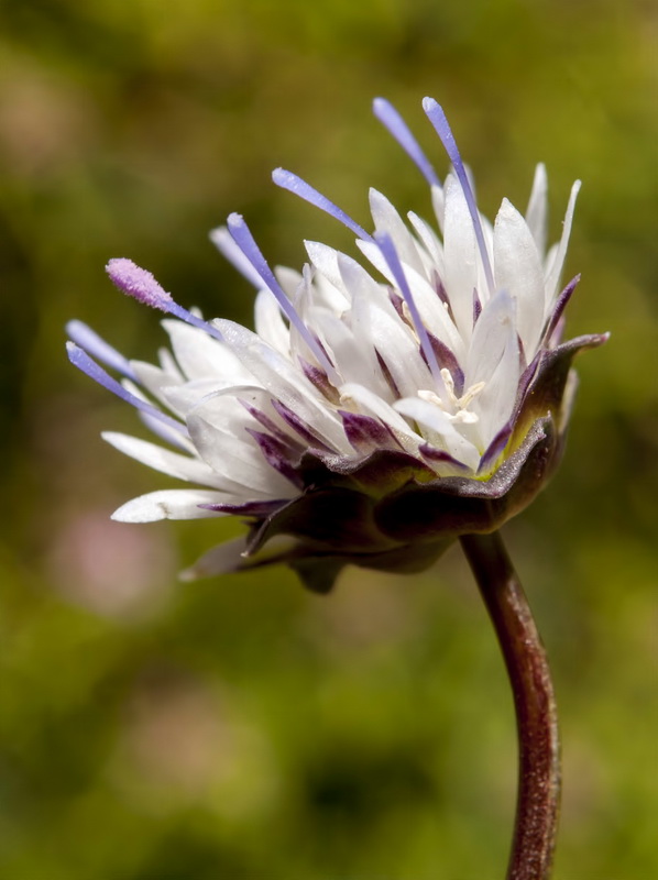 Jasione amethystina.08