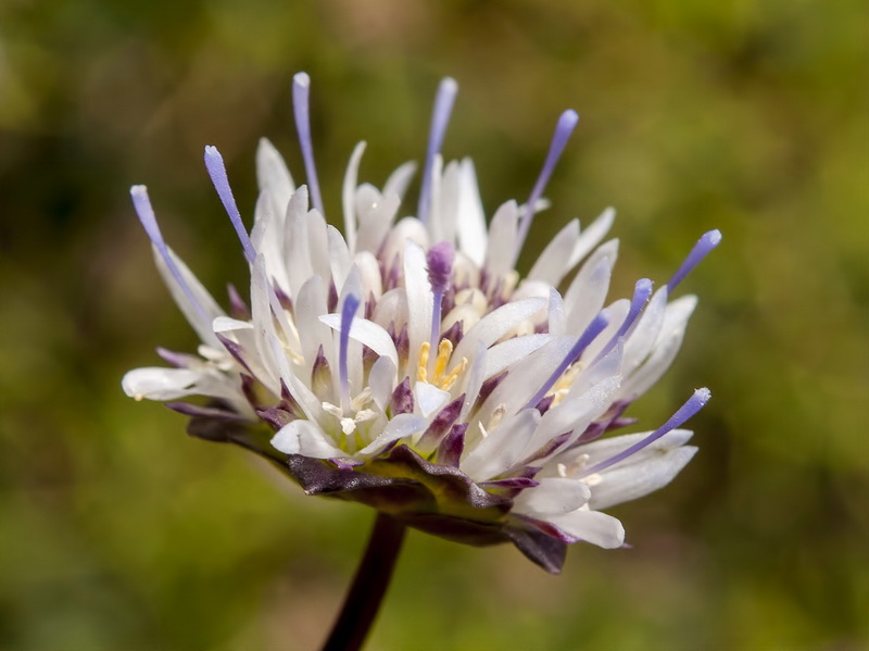 Jasione amethystina.09