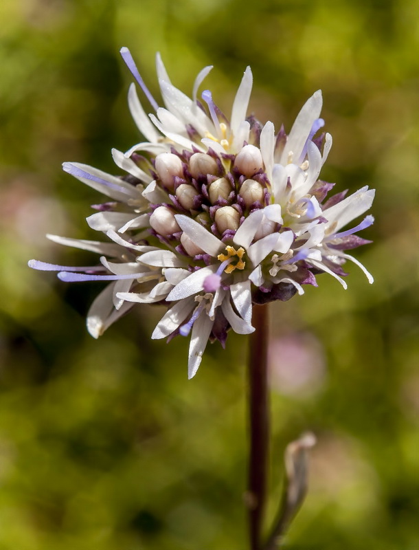 Jasione amethystina.10