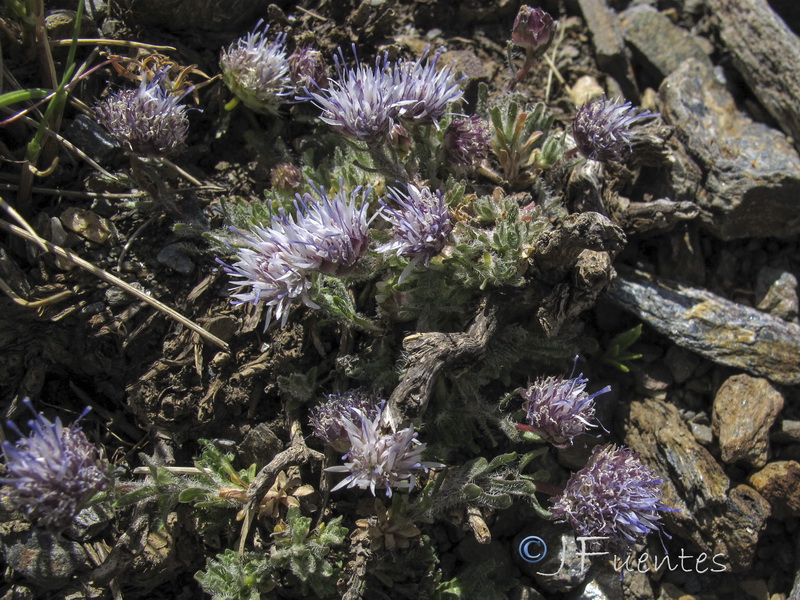 Jasione amethystina.11