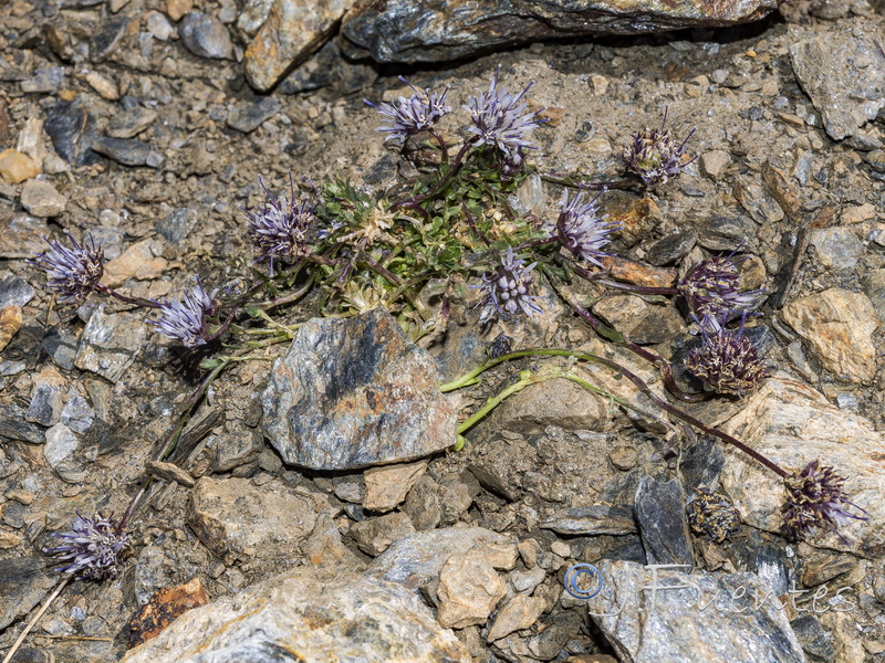 Jasione amethystina.12