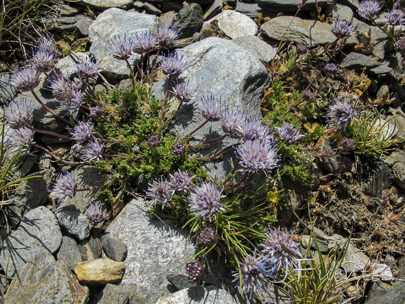 Jasione amethystina.14