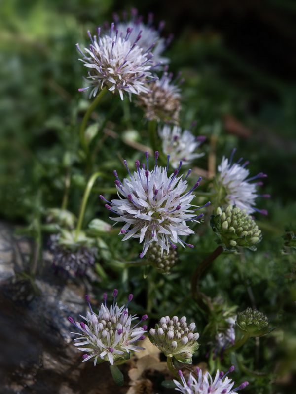 Jasione amethystina.15