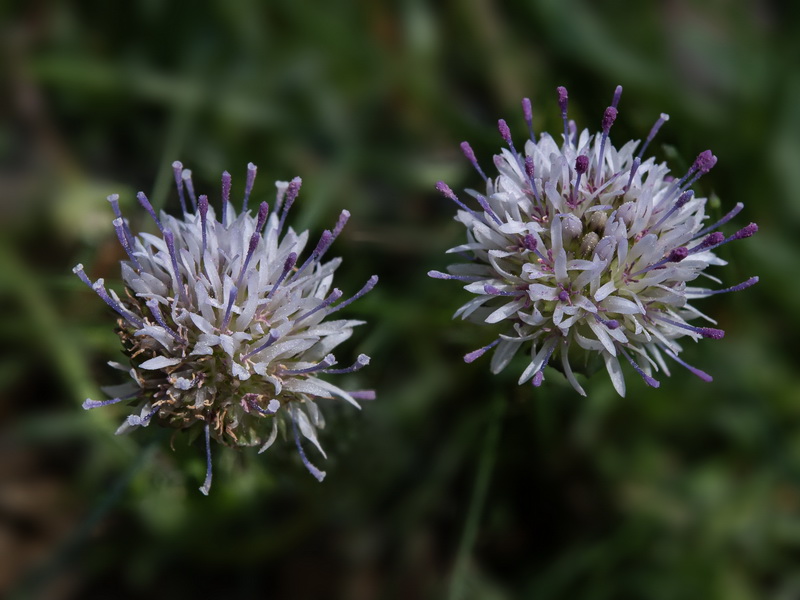 Jasione amethystina.16