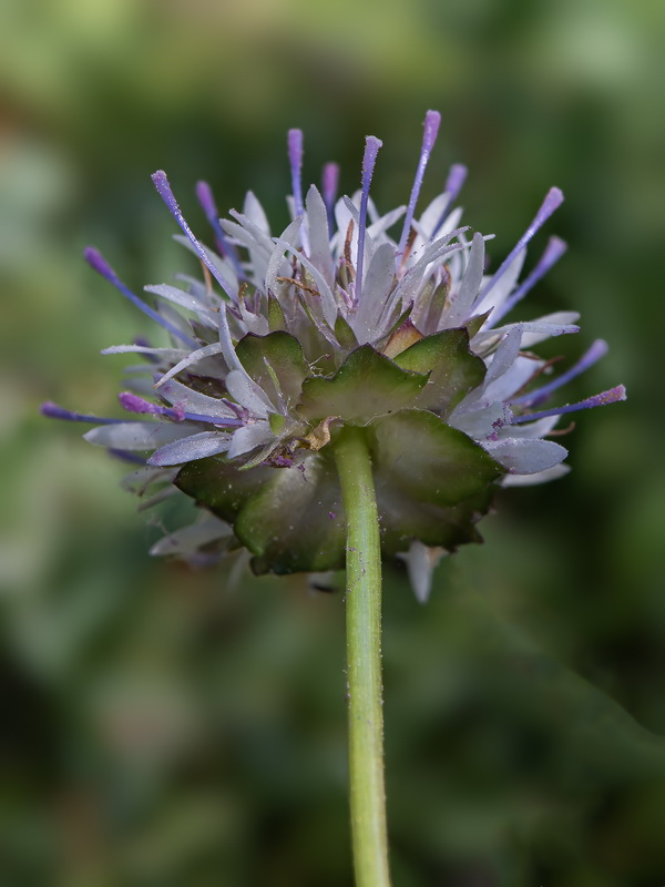 Jasione amethystina.17
