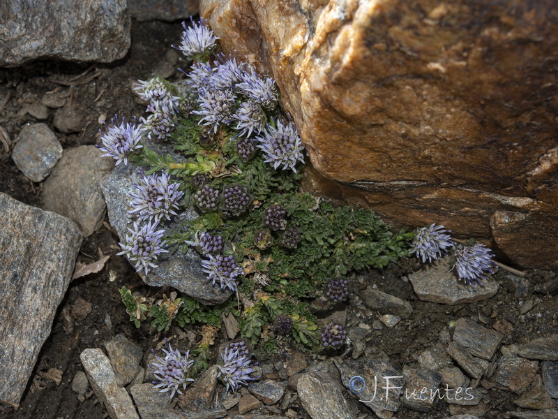 Jasione amethystina.18