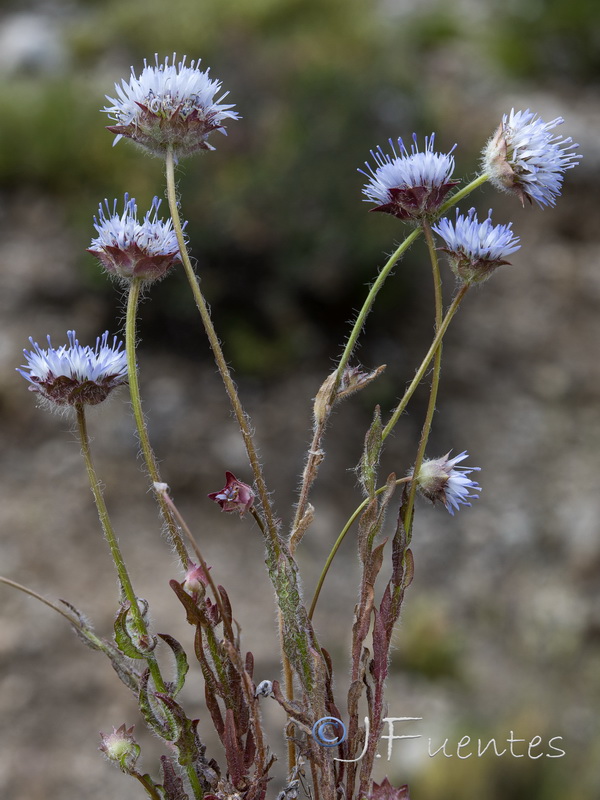 Jasione blepharodon.01