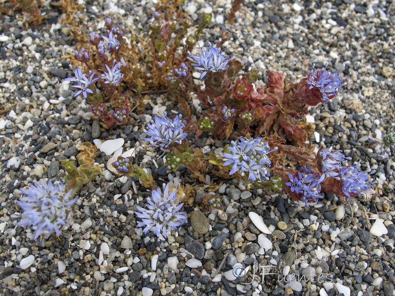 Jasione corymbosa.01