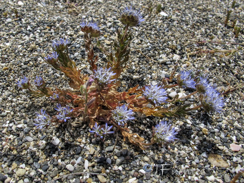 Jasione corymbosa.02