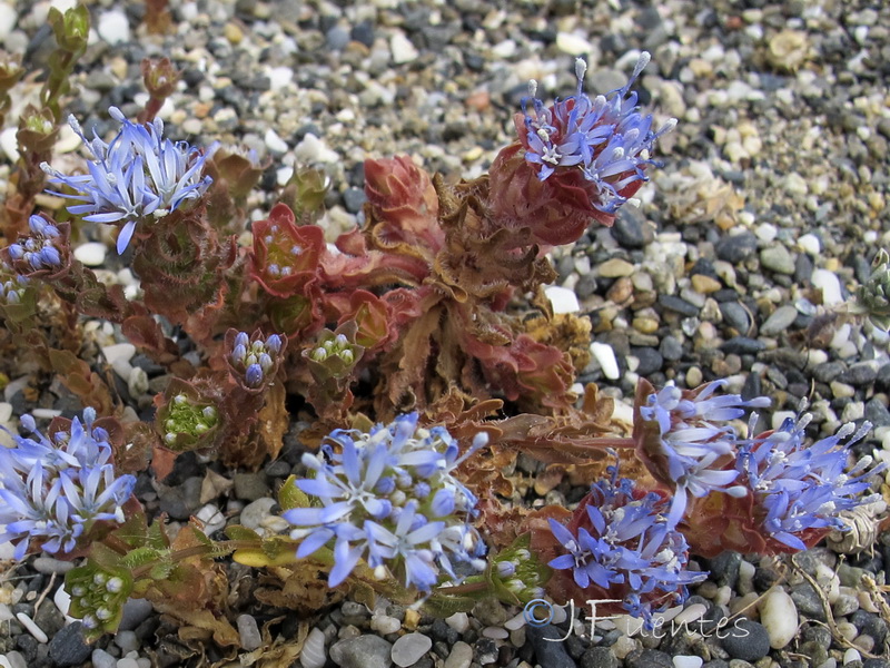 Jasione corymbosa.04