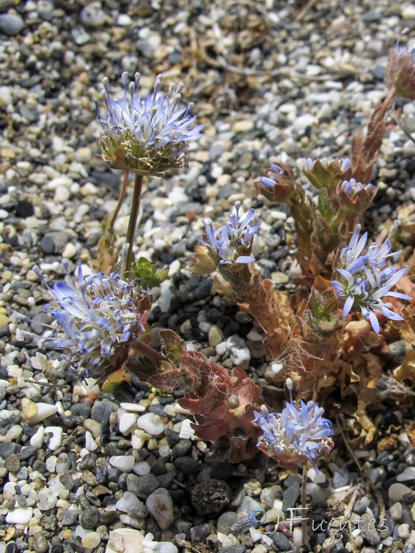 Jasione corymbosa.05